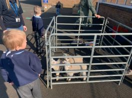 Mrs Hood's lambs pay a visit