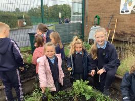  Harvesting Potatoes